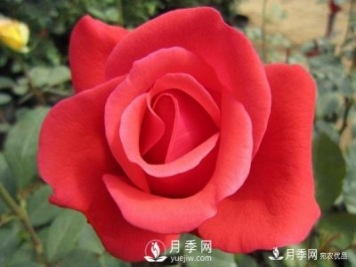 绯扇开花时美爆了，还用于嫁接月季树