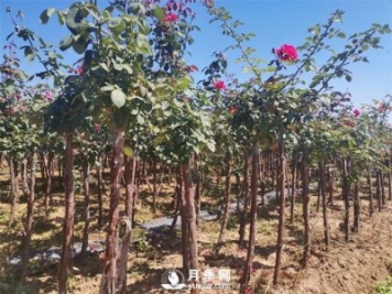 南阳树状月季的价格到底受什么因素影响？