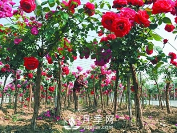 新品“月季树”为北京市花添色彩，居然引种自南阳内乡