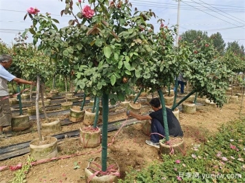 早春养月季，浇水抹芽施肥，生长开花不用愁