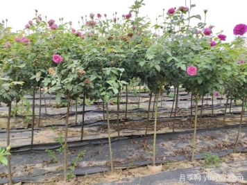 蔷薇枝在嫁接月季生产中有什么作用？