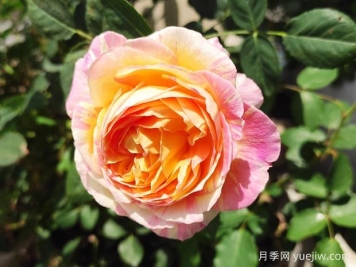 莫奈月季的优缺点是什么？介绍