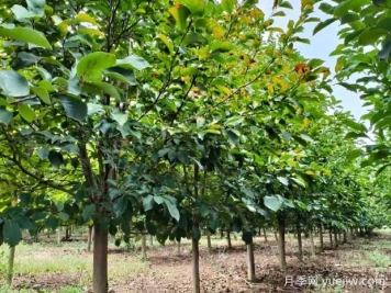 四月份园林植物养护技术要点