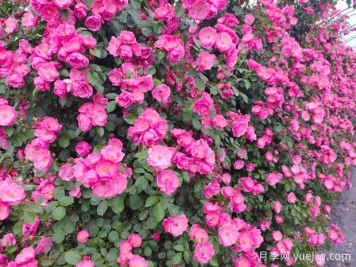 月季花墙