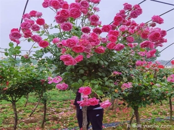 月季花花期过后怎么处理