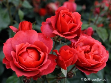 21朵玫瑰：不只是浪漫，还藏着这些深意