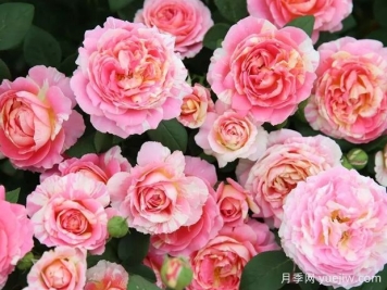 老婆生日送玫瑰花攻略：选几朵才能甜到心里