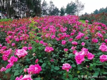 月季名园：达州成都山花纤谷玫瑰园