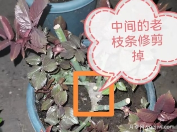 月季怎么抹芽？详细教程来啦，照着做，爆花很简单