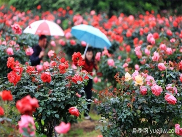 三明沙县琅口玫瑰花开惹人醉