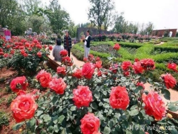 昆明大观公园南园月季花进入盛花期