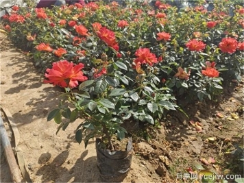 花境中不同花卉品种的搭配原则和种植要求