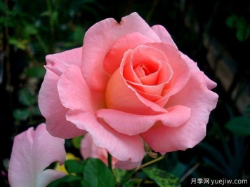 保罗希尔维尔月季