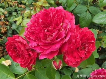 常见园林植物整形修剪—​现代月季