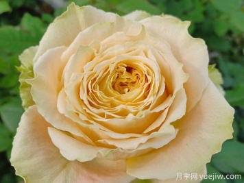 乡村芙丽达月季