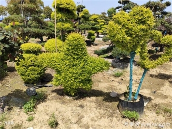 十种观赏类花境骨架植物