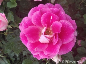 月季网：月季常见病虫害的防治药品