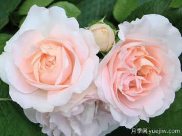 克莱尔月季/莉莉安娜/克莱尔文艺复兴