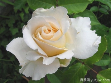 丽娜月季/丽娜文艺复兴月季