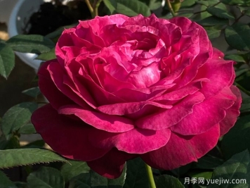 詹尼斯凯洛格月季/詹尼斯月季