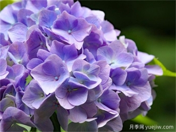北方懒人低维护花园植物合集(开花类)，你认识几种？