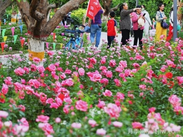 巴音郭楞市花文化和月季景观