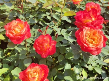月季花叶病防治