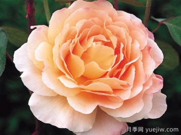 塔莫拉月季/变幻莫测月季