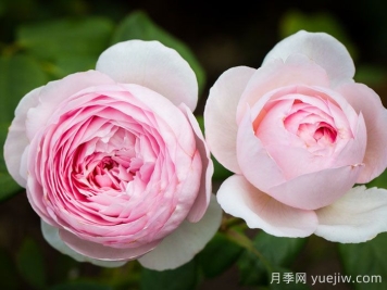 杰夫汉密尔顿月季
