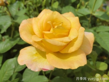 澳洲黄金月季