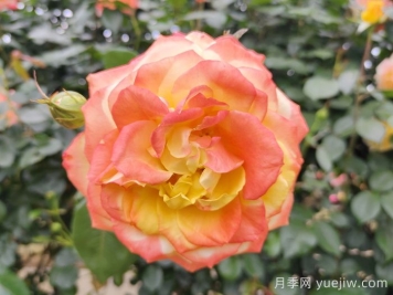 光谱月季