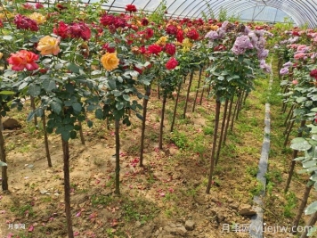 树状月季同株多色栽培技术 树状月季同株多色栽培技术