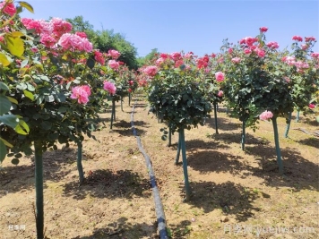 树状月季嫁接修剪技术 树状月季嫁接修剪技术