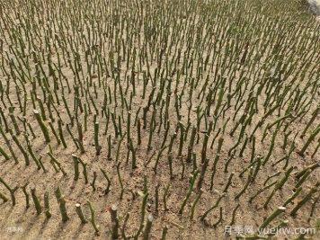 现在月季花剪枝插种能活吗? 现在月季花剪枝插种能活吗?