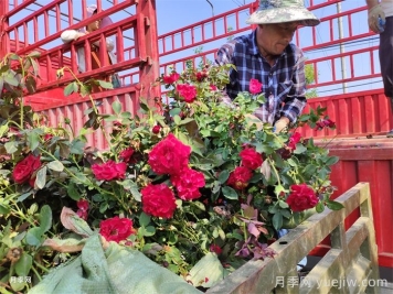 天蚕危害月季时的防治方法 天蚕危害月季时的防治方法
