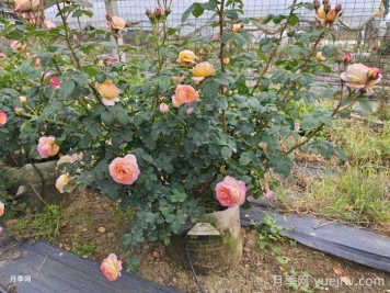 炎热多雨时节如何管好盆栽月季？