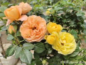 新手选月季攻略,就看这4点 新手选月季攻略,就看这4点