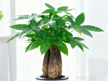 发财树枝枯病防治方法