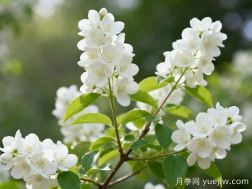 花色洁白花期长，太平花栽培管理技术是什么？