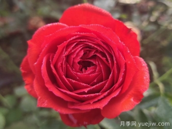 推荐10款红色灌木月季品种，花型香味抗病都优秀