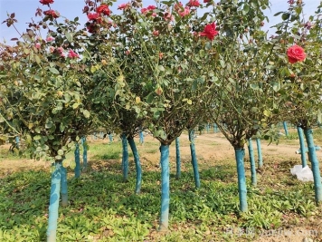 寒冷的冬天如何栽培与管理南阳树状月季？