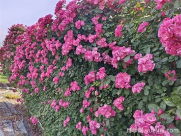 6大网红月季花墙,打造莫奈花园 6大网红月季花墙,打造莫奈花园