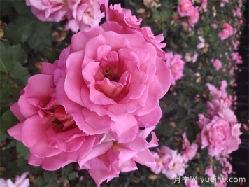 月季的花期大约多少天?