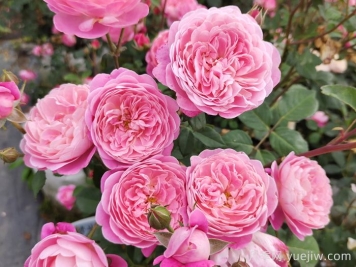 月季的花期和哪些因素有关联？