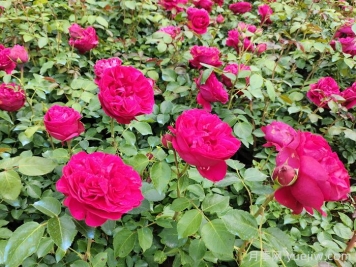 红龙月季一年能开几次花,花期有多长? 红龙月季一年能开几次花,花期有多长?