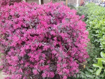 红花继木为什么不开花？