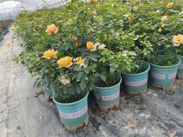 分析盆栽月季花初春易死亡的几大因素