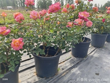 盆栽月季的养护方法，简单易学