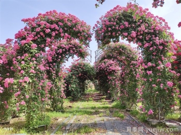 怎么让藤本月季爬藤? 怎么让藤本月季爬藤?