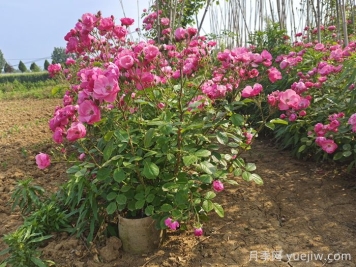 秋季月季别乱剪，正确修剪才能花满枝头